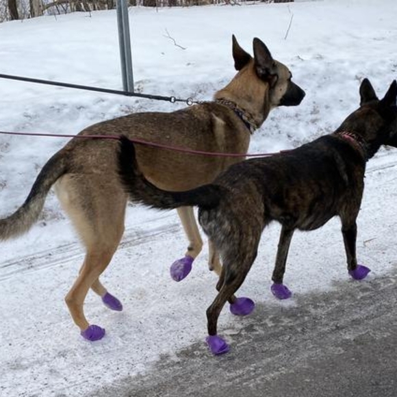 Pawz waterproof dog boots package of 10 (ten) count size large - Picture 2 of 6